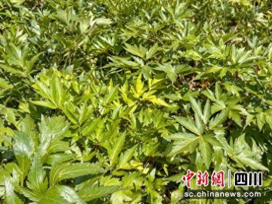 阿坝州当归的种植方法