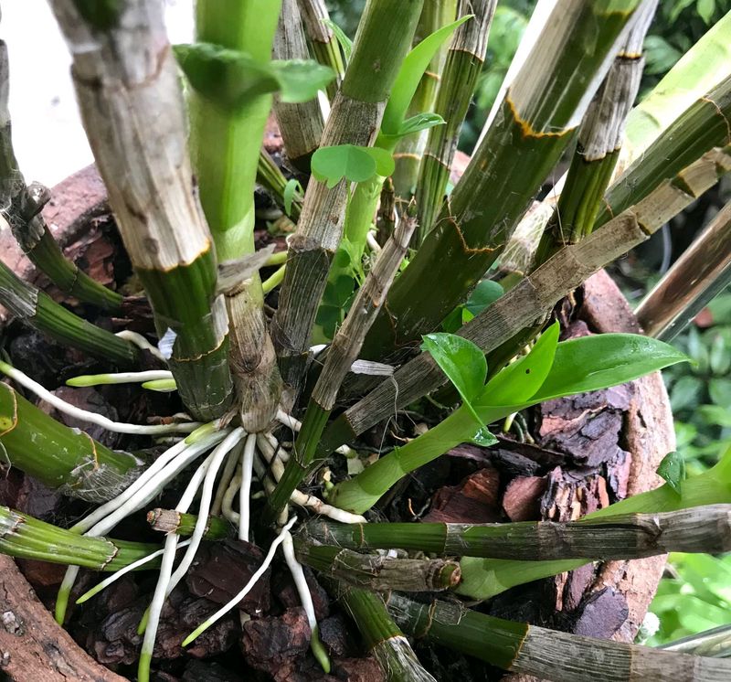 石斛盆栽怎么种植方法