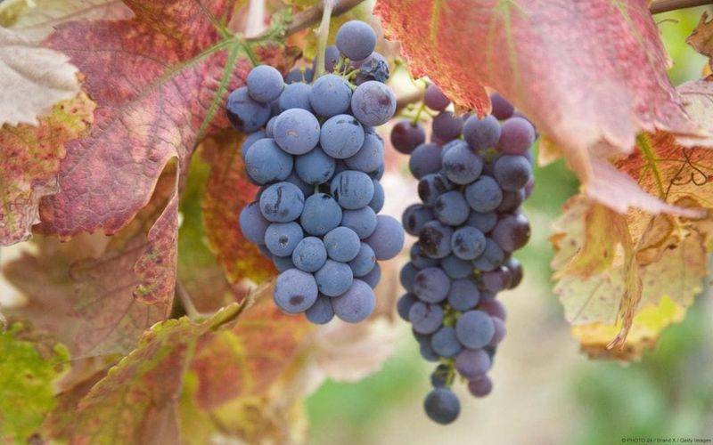 Video of field grape cultivation techniques