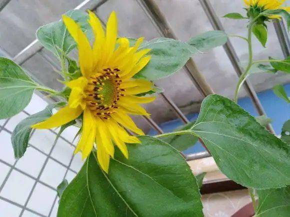 Sunflower plantation technology video