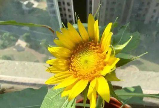 Sunflower plantation technology video