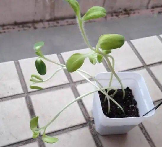 Sunflower plantation technology video