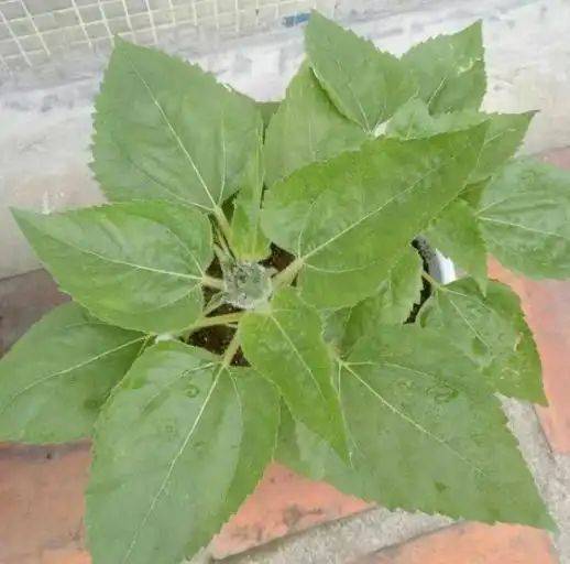 Sunflower plantation technology video