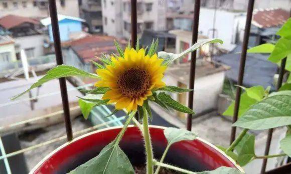 Sunflower plantation technology video