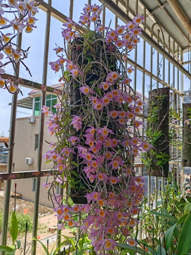 石斛盆栽怎么种植方法