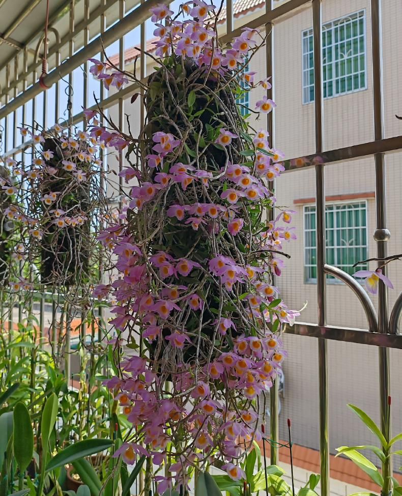 石斛盆栽怎么种植方法