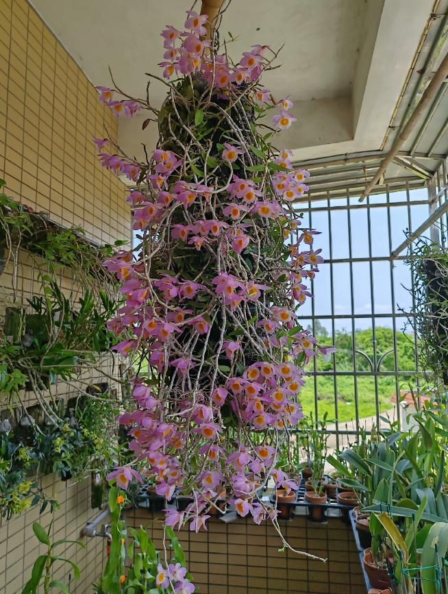 石斛盆栽怎么种植方法