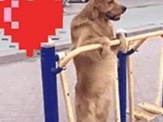 金毛狗仔卖多少钱一只