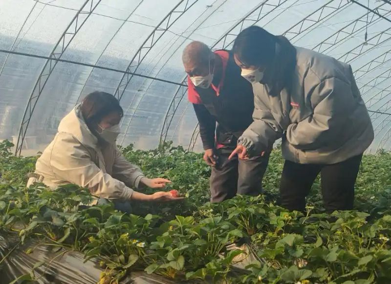 草莓的种植方法和技术