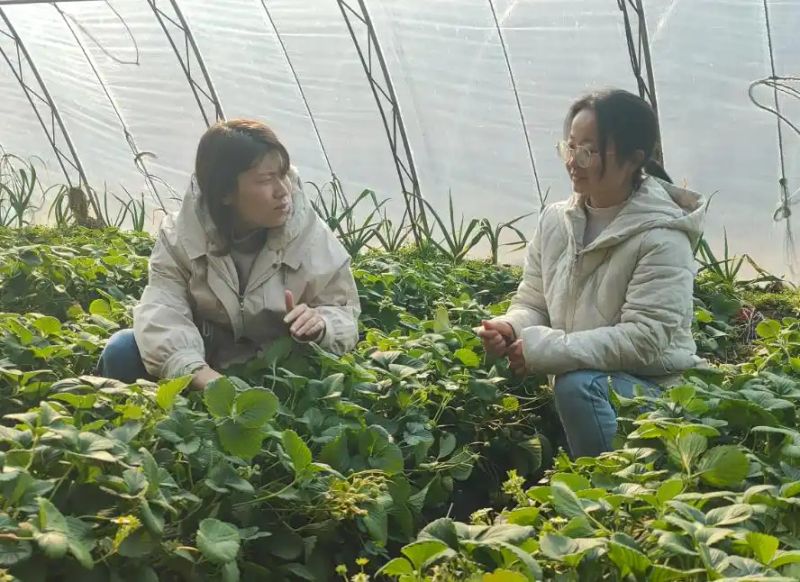 草莓的种植方法和技术