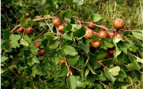 Video on oil and tea tree cultivation techniques
