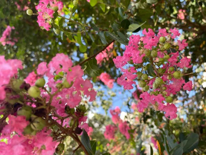 Characteristics of violet trees