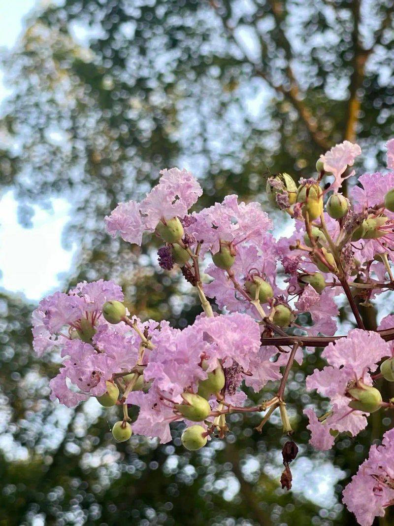 Characteristics of violet trees