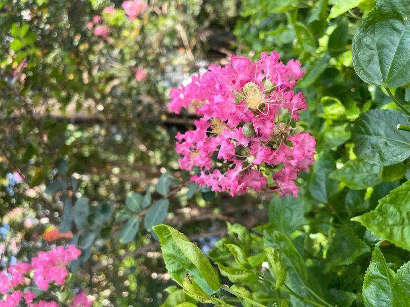Characteristics of violet trees