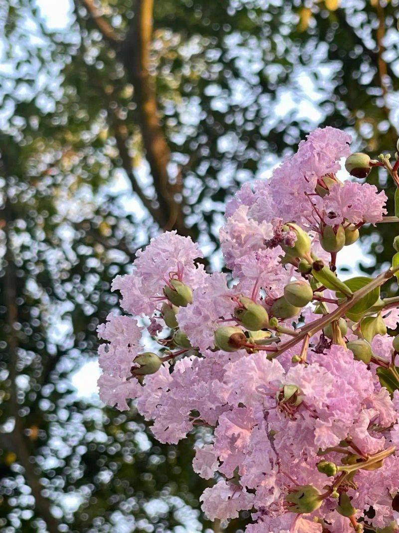 Characteristics of violet trees