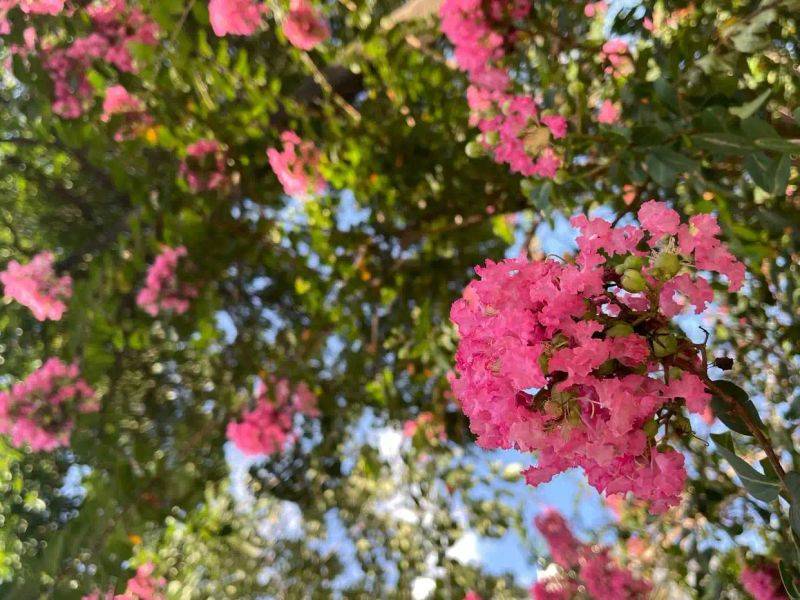 Characteristics of violet trees