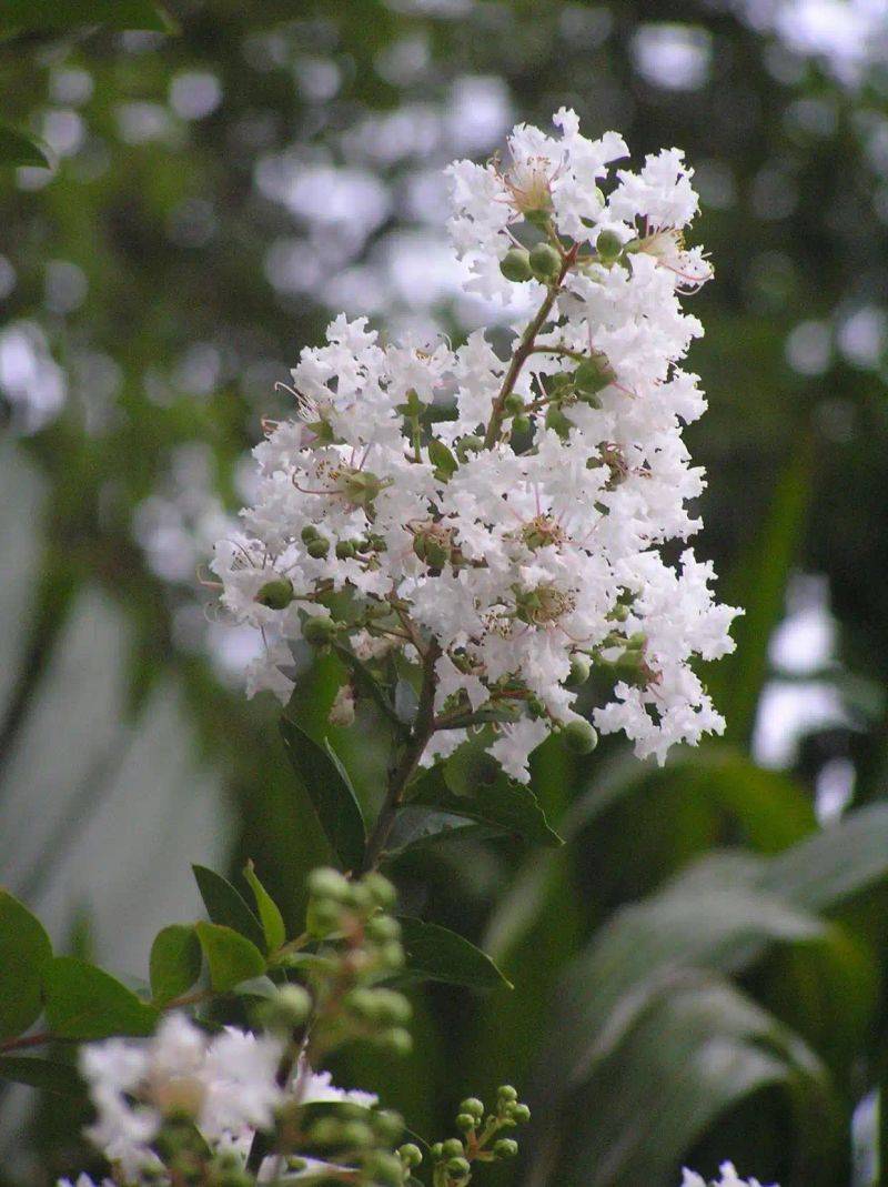 Characteristics of violet trees