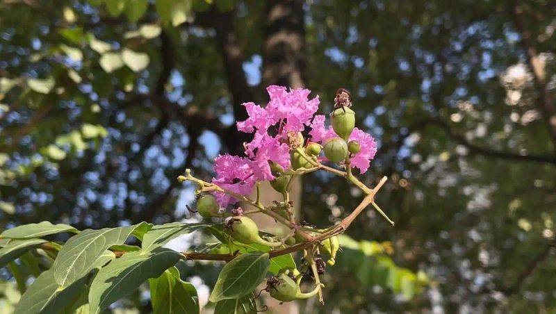 Characteristics of violet trees