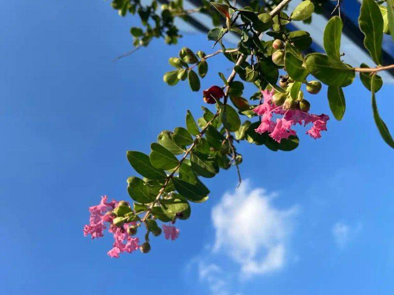 Characteristics of violet trees
