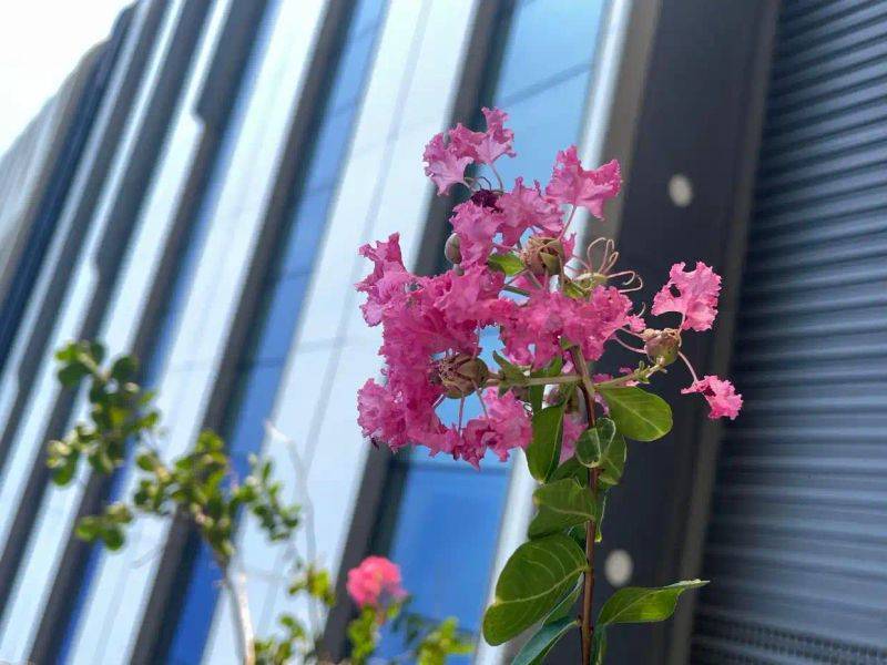 Characteristics of violet trees