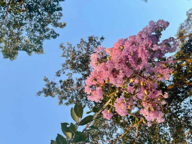 Characteristics of violet trees