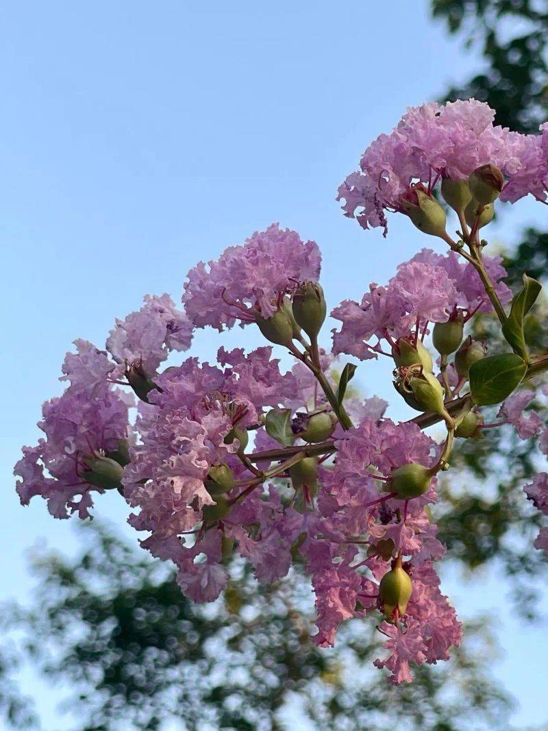 Characteristics of violet trees