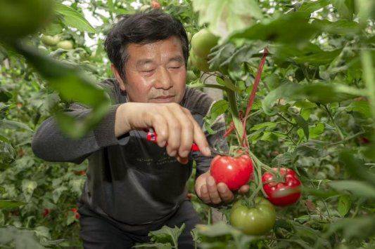It's about the technology of growing tomatoes