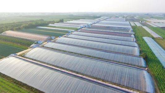 It's about the technology of growing tomatoes