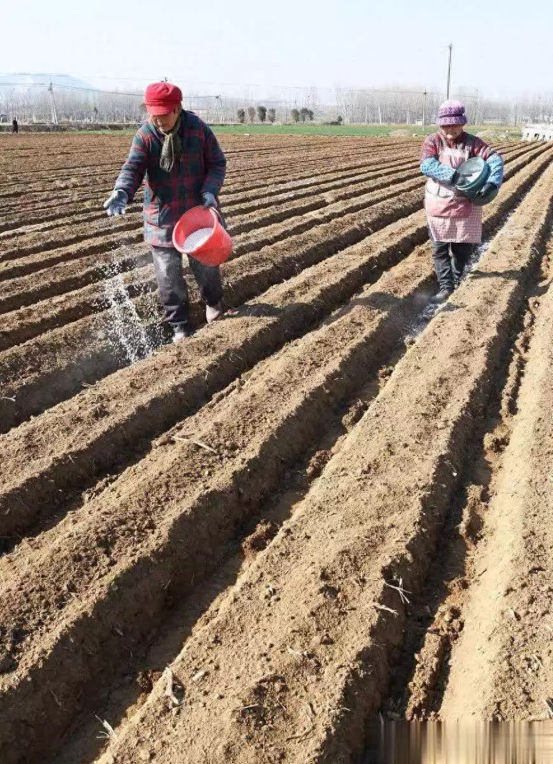 东北马铃薯种植技术