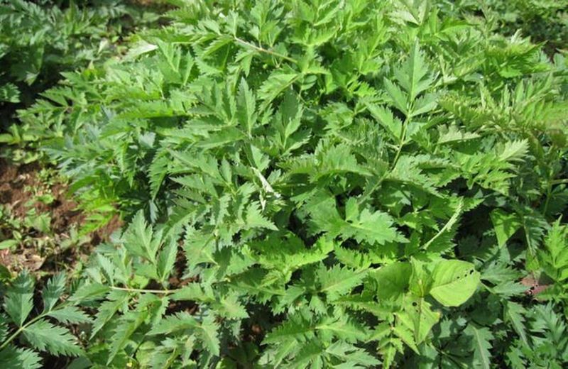 阿坝州当归的种植方法