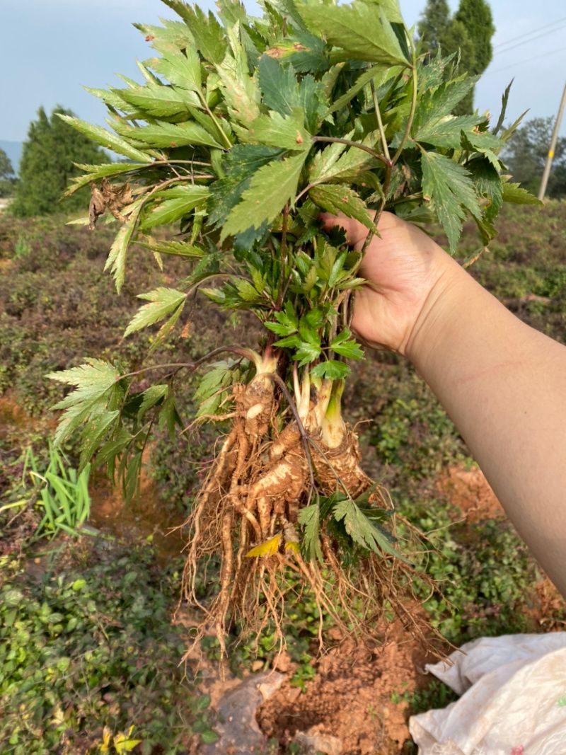阿坝州当归的种植方法