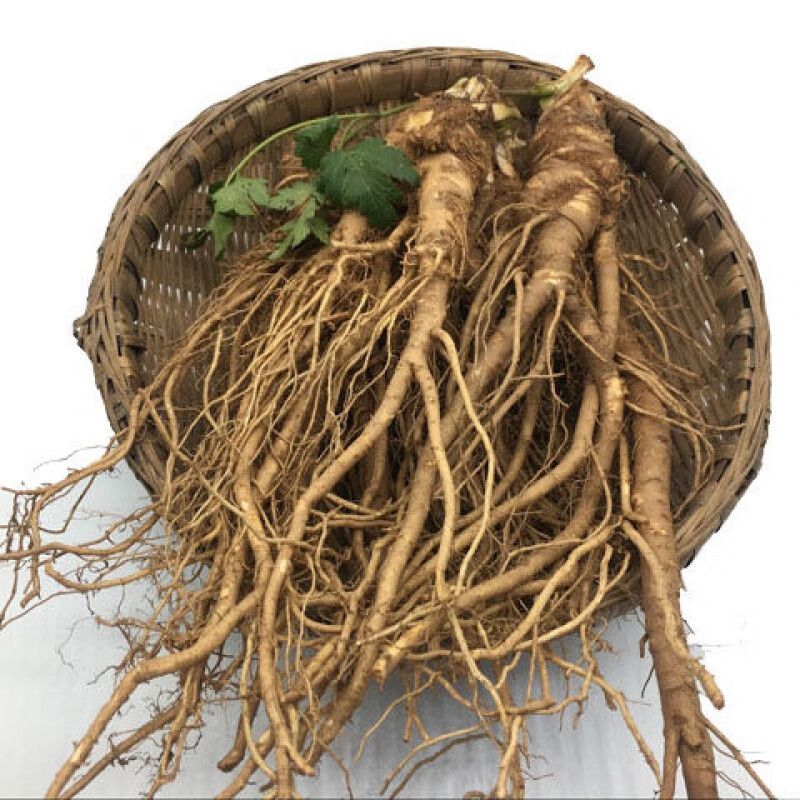 阿坝州当归的种植方法