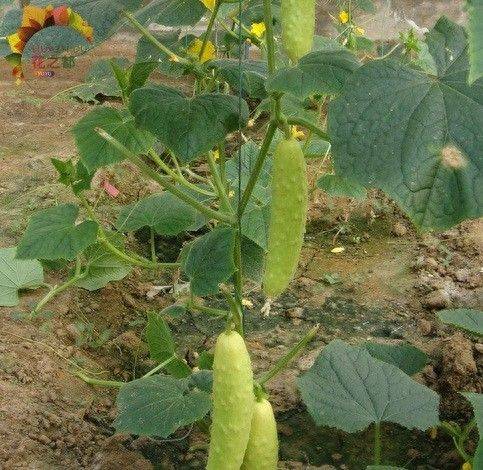 Technology for open cucumber cultivation