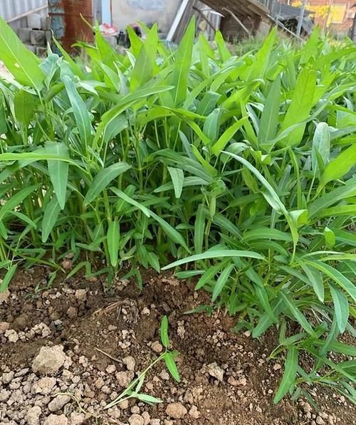 空心菜种植技术