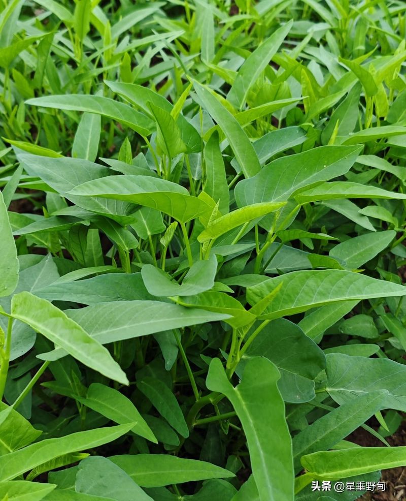 空心菜种植技术
