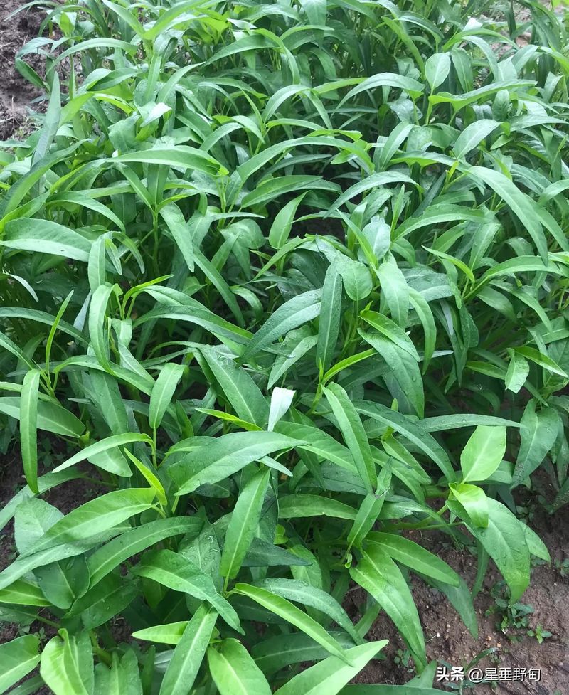 空心菜种植技术