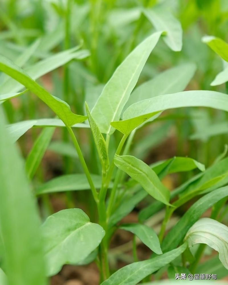 空心菜种植技术