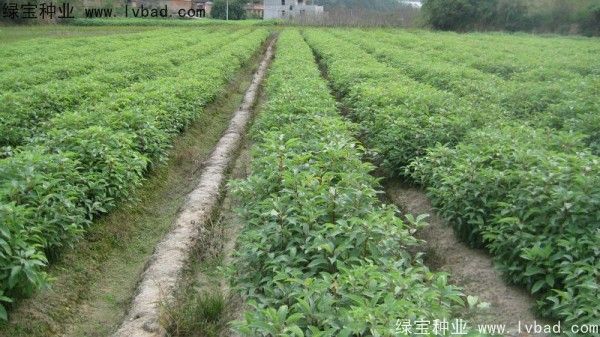 香樟树特点