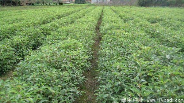 香樟树特点