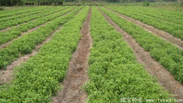 香樟树特点