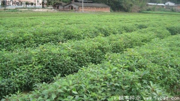 香樟树特点