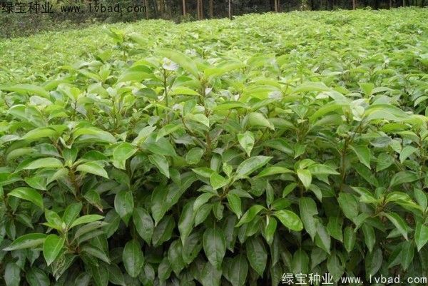 香樟树特点