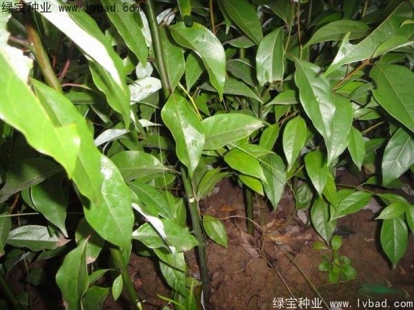 香樟树特点