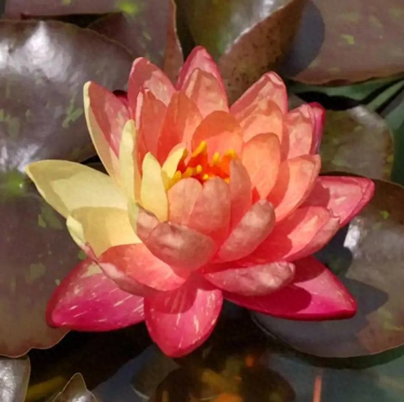 睡莲土培的种植方法
