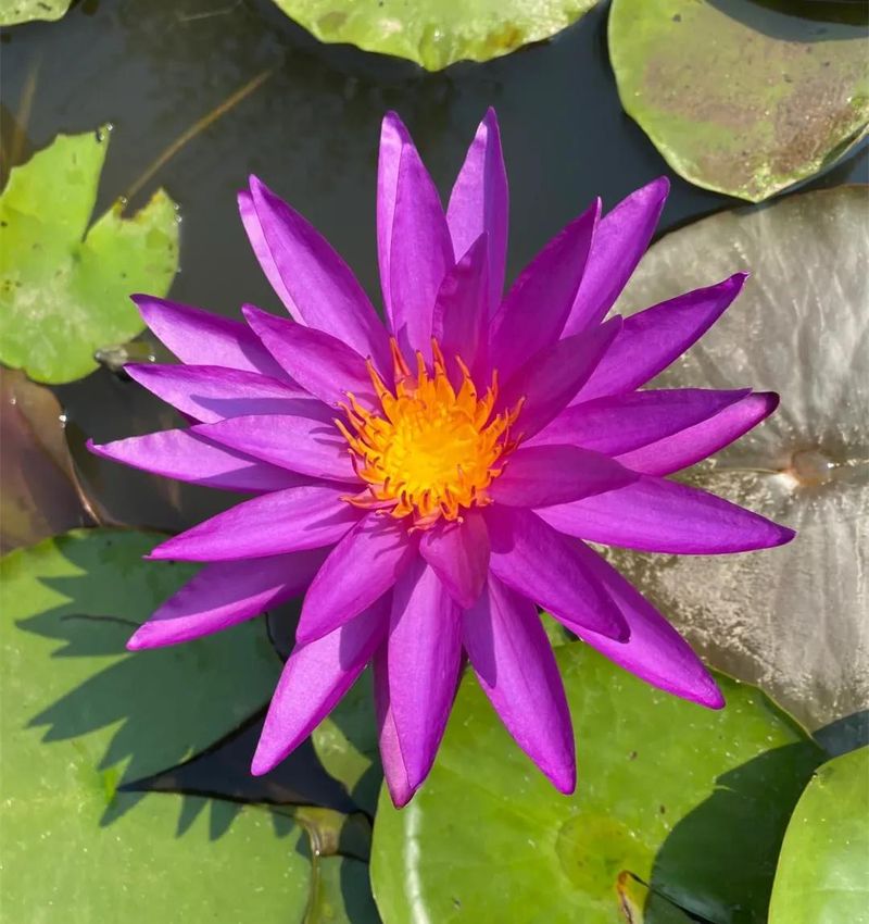 睡莲土培的种植方法
