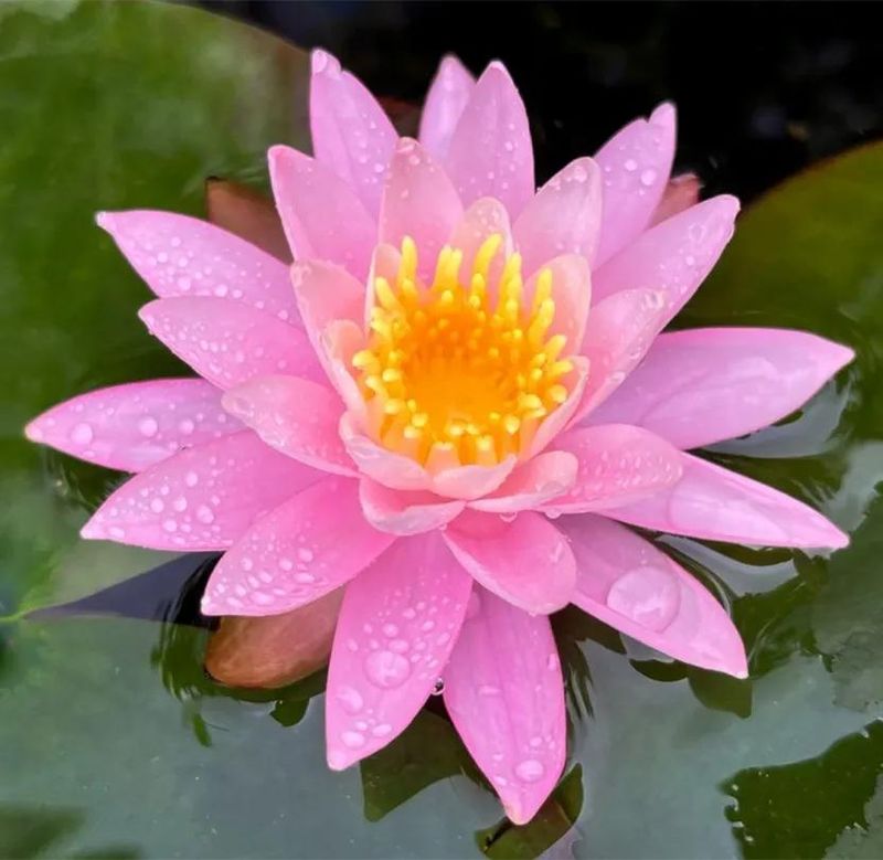 睡莲土培的种植方法
