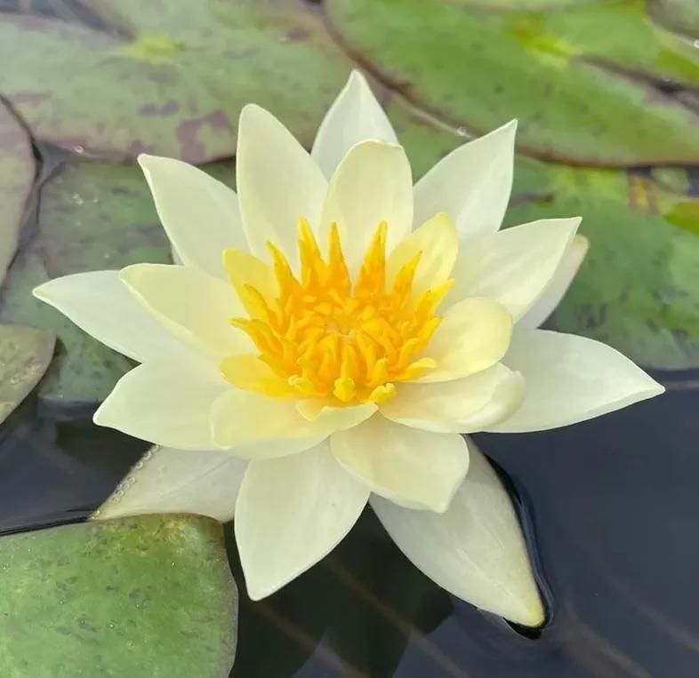 睡莲土培的种植方法