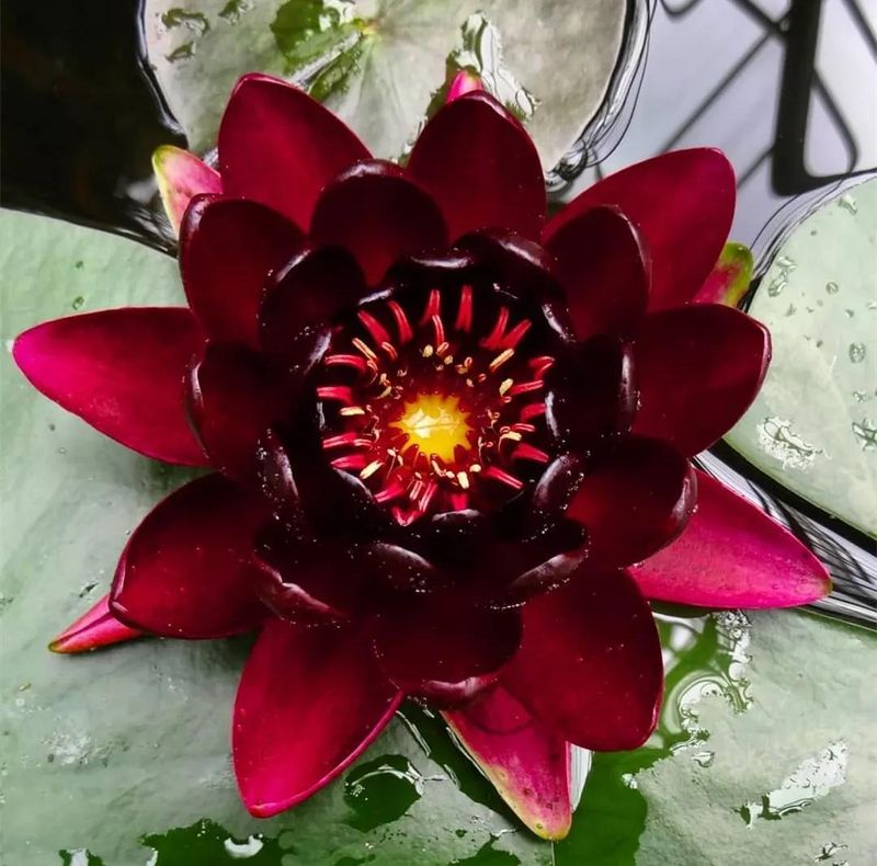 睡莲土培的种植方法
