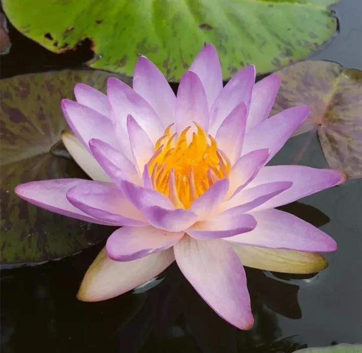睡莲土培的种植方法