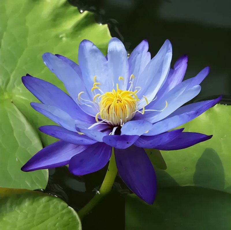 睡莲土培的种植方法